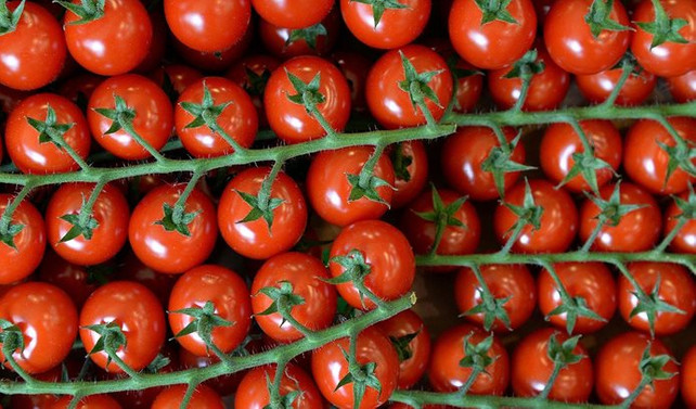 Rusya'dan iki şirkete daha ihracat izni