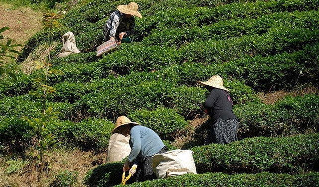 Yaş çay destekleme ödemeleri 6 Nisan'da başlıyor
