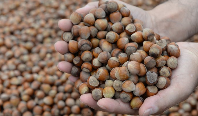 Pazara 645 bin 875 ton fındık indi