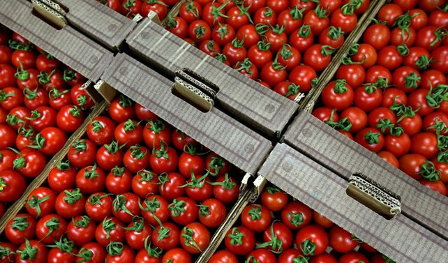 Rusya, Türk domatesine yönelik kısıtlamaları kaldırdı