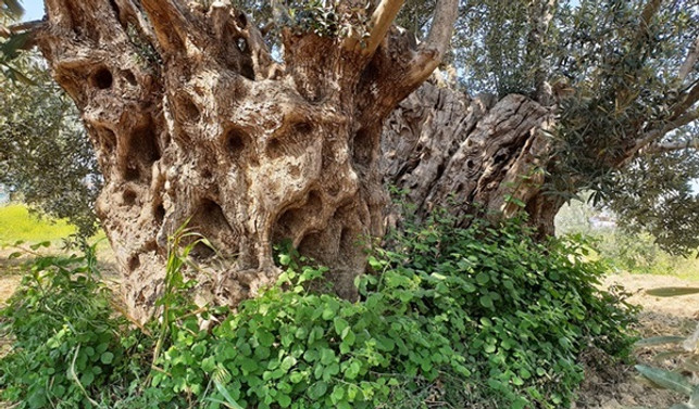 Anıt zeytin ağaçları tescillenecek…
