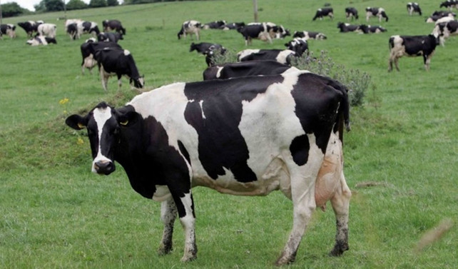 Yeni Zelanda, 150 bin ineği itlaf edecek