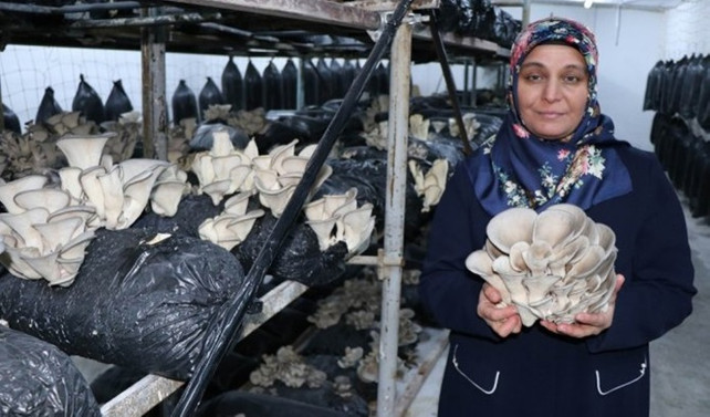 Kayserili üretici mantar tohumu üretimine hazırlanıyor