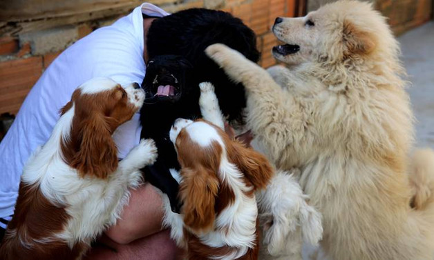 Sınırda yakalanan köpekler ihale ile satılıyor