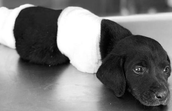 Yavru köpek vahşetiyle ilgili bir kişi gözaltına alındı