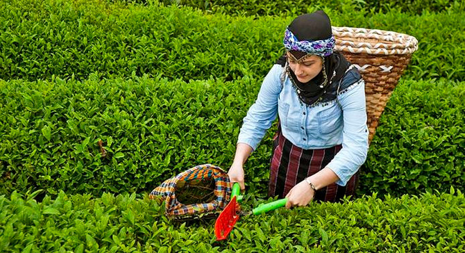 ÇAYKUR'da ikinci sürgün kotası belirlendi