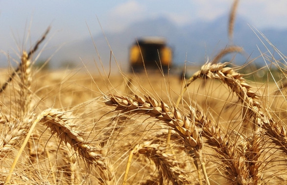 Arpa, tritikale, çavdar ve yulafın alım fiyatı açıklandı