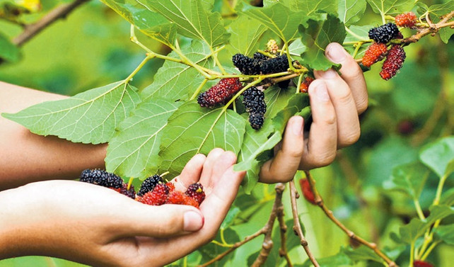 Huzur ve bereketin sembollerinden dut