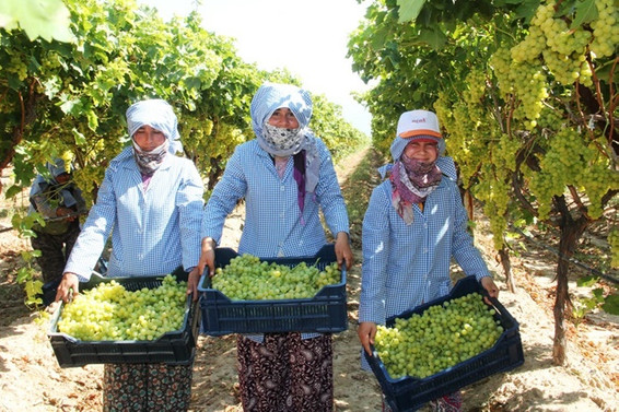 İhracatın ilk günü 54 TIR üzüm gönderildi