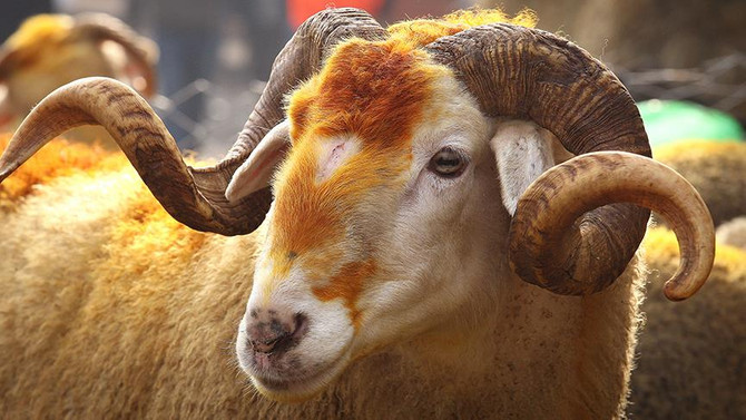 Kurbanlık fiyatları açıklandı