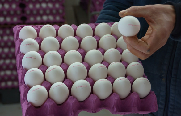 Yumurtadaki fiyat artışı haberlerine yalanlama geldi
