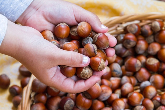 Ferrero’dan 2018 fındığına 11 lira 25 kuruş