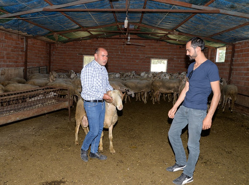 Et açığı tescilli Eşme koyunuyla azaltılacak