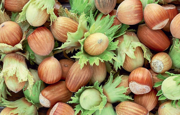 Fındık üreticisine hasat uyarısı