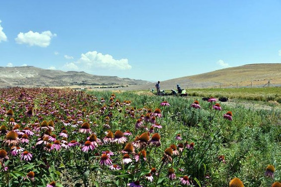 ORAN'dan 3 ilde aromatik bitki üretimine destek