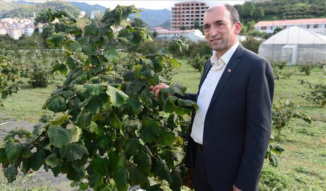 Fındıkta mekanizasyon için tek köklü sistem önerisi
