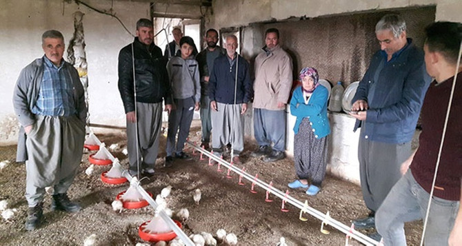 İki milyon civciv açlıkla karşı karşıya
