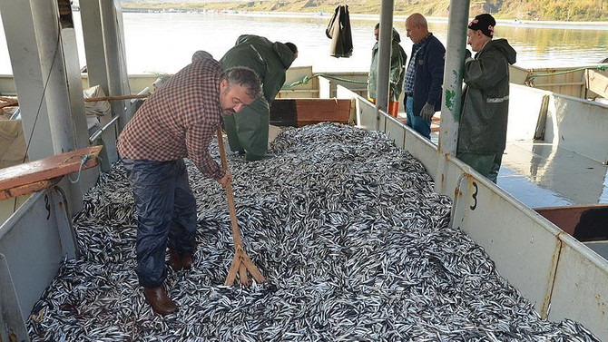 22 ülkeye hamsi yedirdik