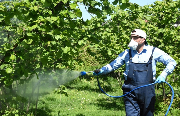 Fındık desteği bahçesiyle ilgilenenlere verilsin önerisi