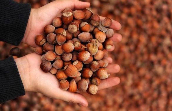 Giresun'da fındık fiyatı 16,50 liraya yükseldi