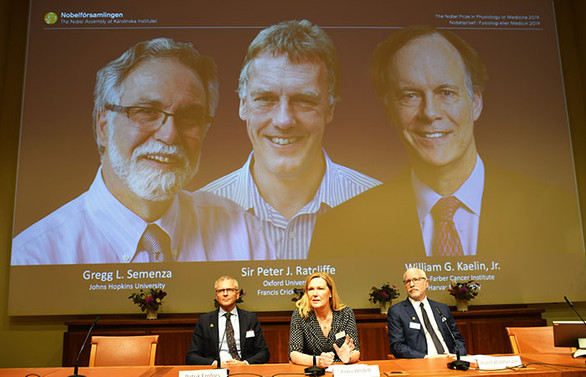 2019 Nobel Tıp Ödülü'nü kazananlar açıklandı