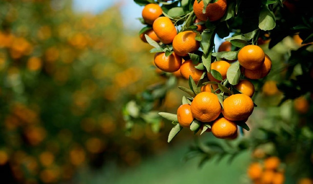 Verimi düşen mandalina, kalitesiyle ihracatı dengeleyecek