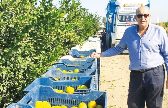 Adana narenciye üreticileri meyve sineğini yendi