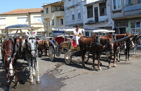 Adalar'da 81 at itlaf edildi, ilçe karantinaya alındı
