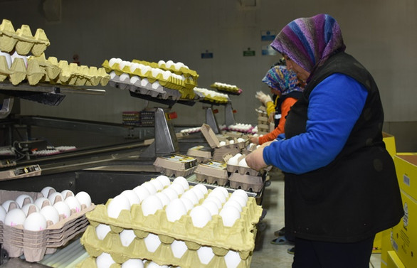 Yumurta üreticileri Arap pazarına yöneldi