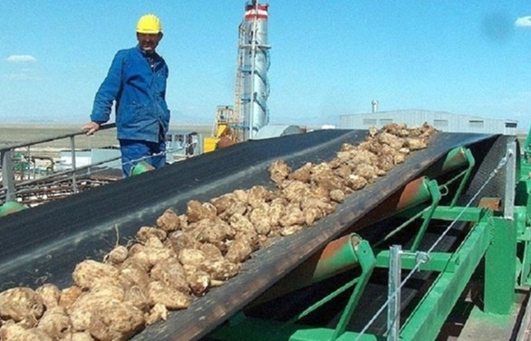 Şeker kotaları belirlendi