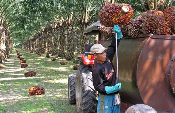 Palm yağında düşen stok, fiyat artışını tetikleyebilir!