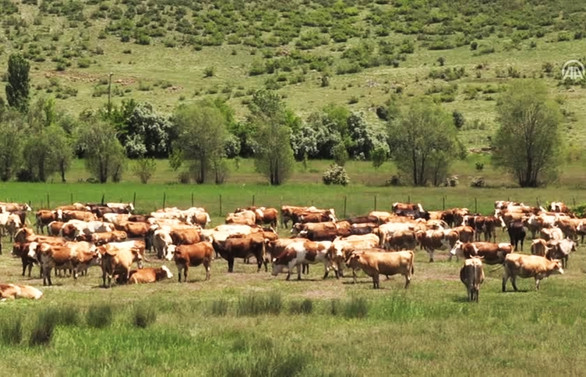 Hayvancılık projelerine yüzde 50 hibe desteği
