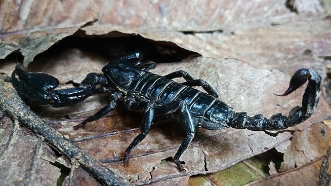 Akrep zehri Türkiye'nin ihracatına katkı sağlayacak