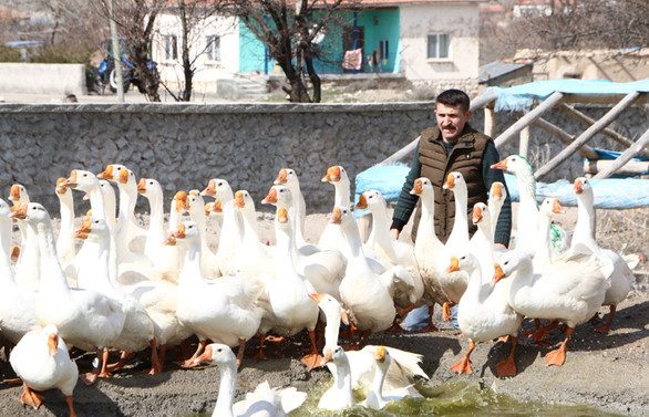 Köyde 7 kazla üretime başlayıp ihracatçı oldu