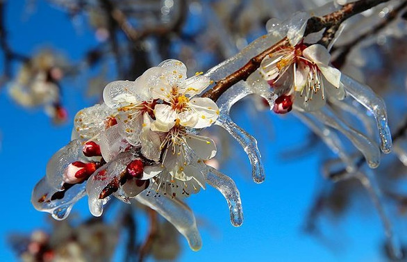 Meteoroloji'den zirai don uyarısı