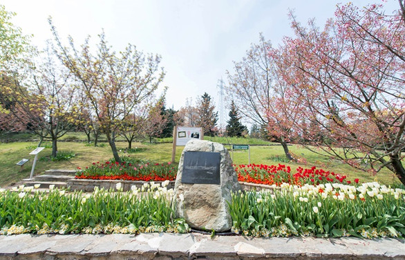 Sakura çiçeklerinin altında…