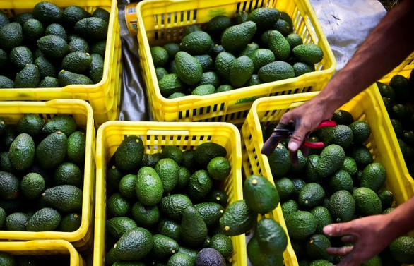 Avokado, Meksika'da patates oldu!