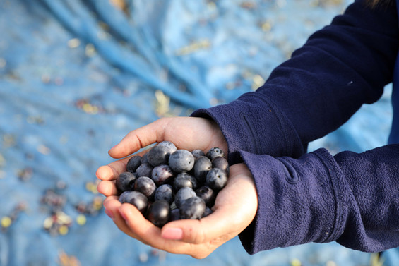 Zeytin üreticileri yeni sezondan umutlu