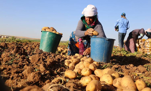 Patates tarlada 1,4 liraya kadar geriledi