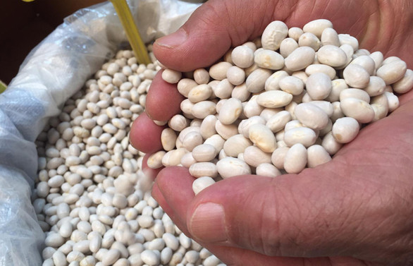 Tescilli Akkuş fasulyesinde rekolte hedefi 2 bin ton