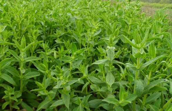 Tıbbi aromatik bitkide hedef 5 milyar dolar