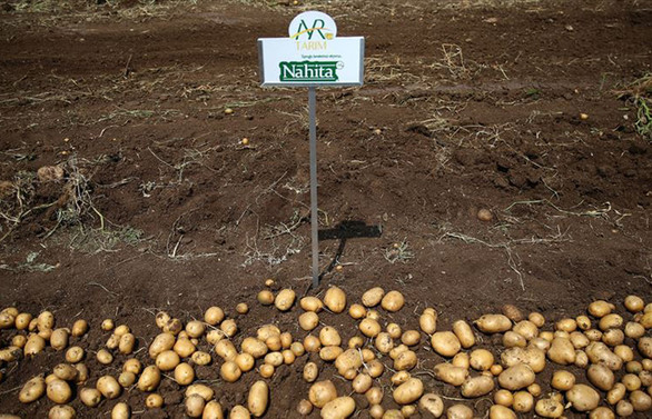 Yerli patates cinsi 'Nahita' yabancılara tanıtıldı
