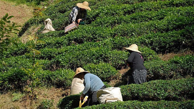 ÇAYKUR yaş çay budama bedellerini yatırdı