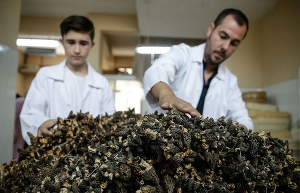 'Kuzu göbeği'nin kilogramı 250 euroya ihraç ediliyor