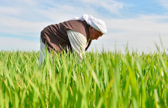 Diyarbakır'da buğday ve arpa üreticisini sevindirdi