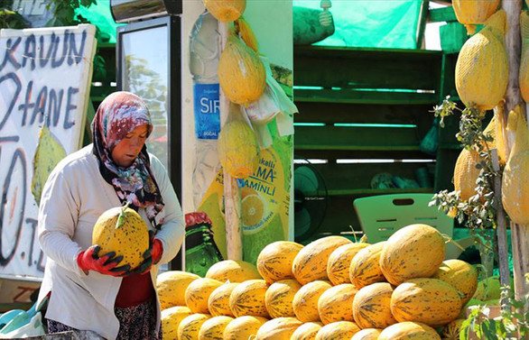 Kırkağaç kavununda 45 bin ton rekolte bekleniyor