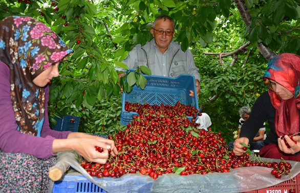 Toroslar'dan Rusya'ya kiraz ihracatı