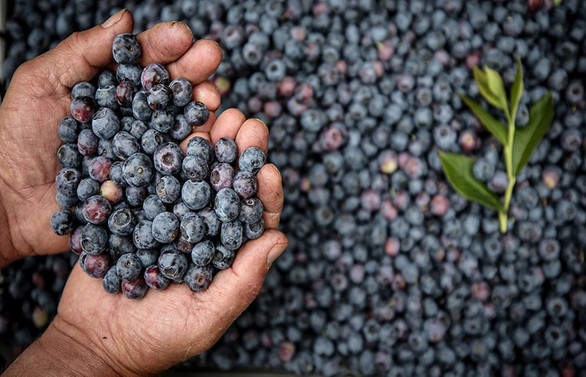 Yaban mersininin kilogramı 30 liradan satılıyor
