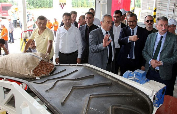 TMO Giresun'da fındık alımına başladı