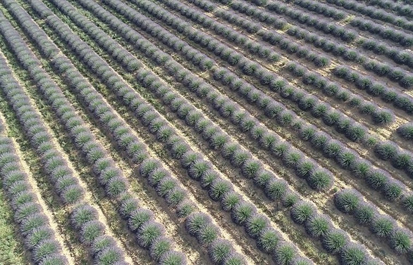Çiftçilere 200 milyon metrekare Hazine arazisi kiraya verilecek